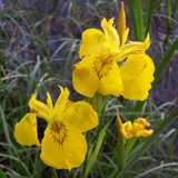 Iris sau stanjenel ?